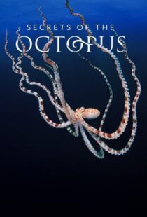 دانلود مستند رازهای اختاپوس Secrets of the Octopus 2024 با زیرنویس فارسی