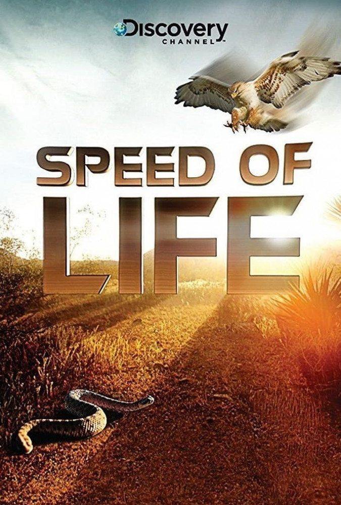 دانلود مستند شکار و بقا Speed of Life 2010